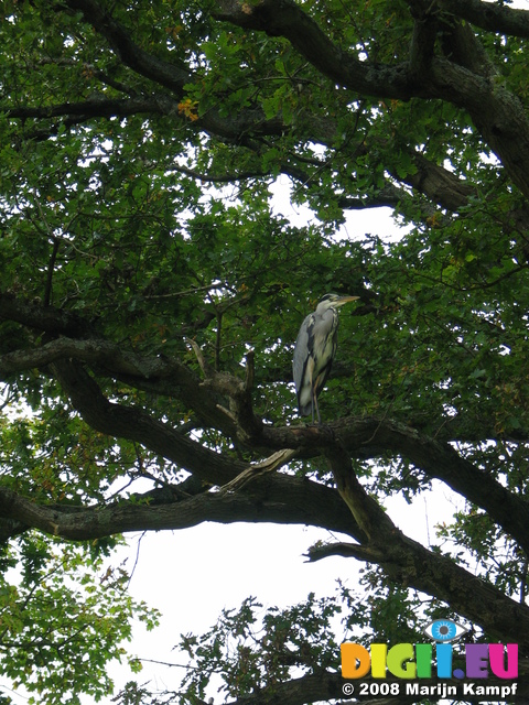 23585 Heron in tree